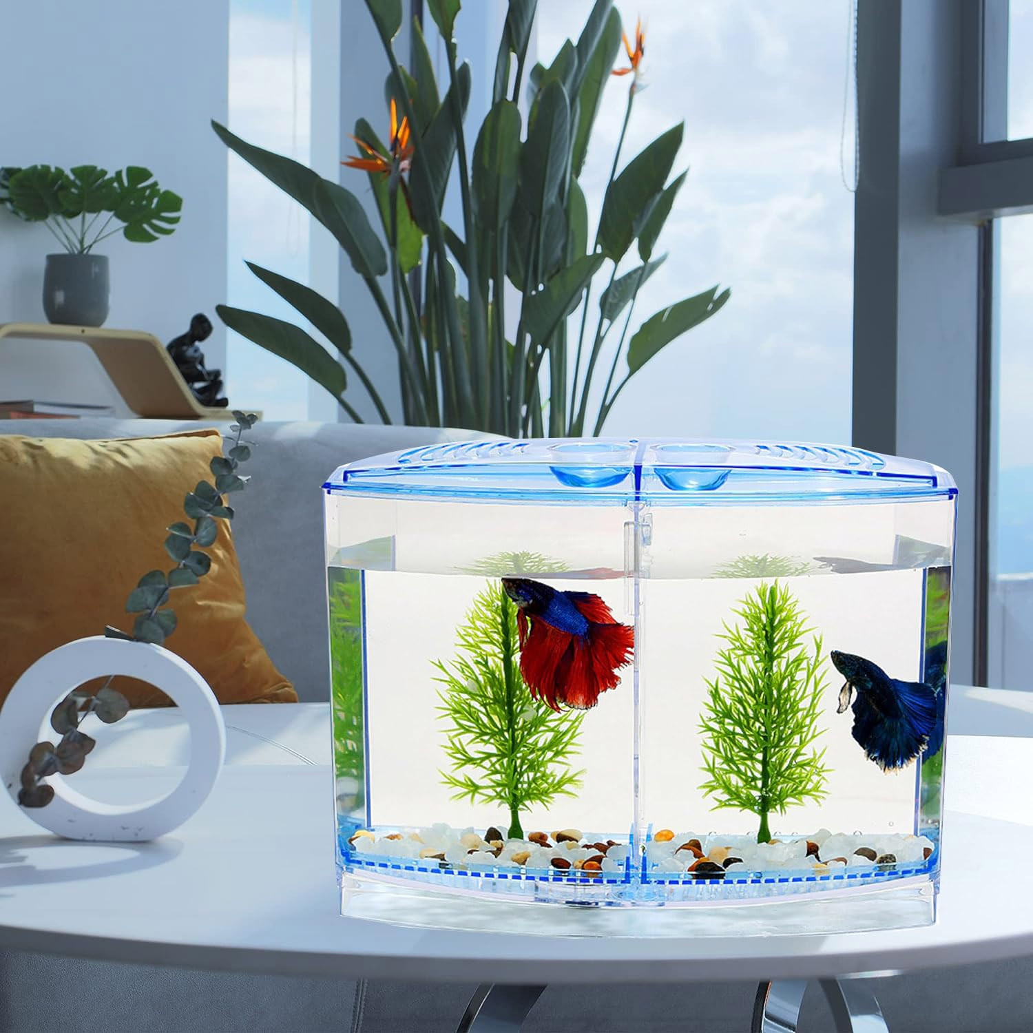 Animaux Betta Fish Tank with 2 compartments | Fighter Fish Tank with partition | Suitable only for Small Fishes